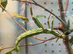 -上海大自然野生昆虫馆(东方明珠·爬宠昆虫探索中心)