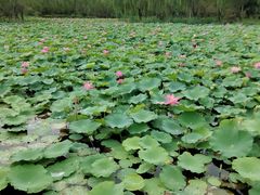 -石家庄市植物园