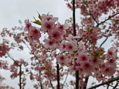 -顾村公园