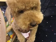 -多卡布奇宠物生活馆(上林世家店)