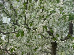 -海棠花溪(元大都城垣遗址公园)