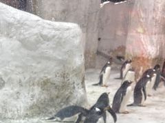 -大连圣亚海洋世界