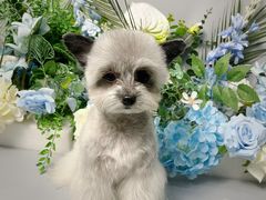 -BABIT巴比特宠物(MOMOPARK店)