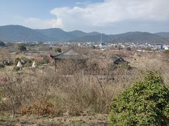 -林屋梅海青梅保护基地