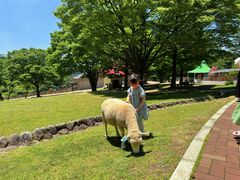 -神户市立六甲山牧场