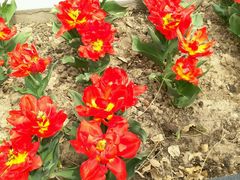 android_upload_pic-荷兰花海