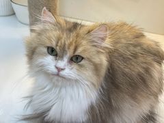-十月米努特矮脚猫舍