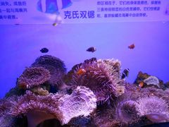 -芜湖新华联大白鲸海洋公园