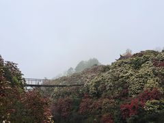 -贵州百里杜鹃风景名胜区