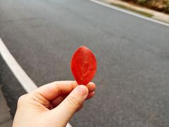 -大余丫山旅游度假区