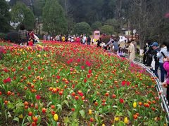 -铁山坪森林公园