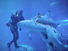 -太平洋海底世界