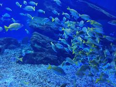 -海合安武汉极地海洋公园