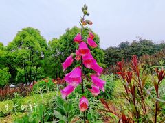 -铁山坪森林公园