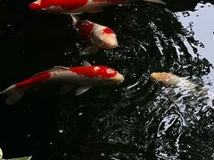 -鲤院·新中式美学·庭院餐厅(夫子庙店)