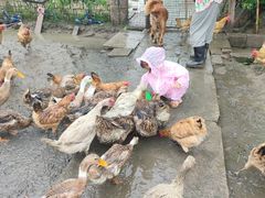 -樂桃源奉贤黄桃种植采摘基地