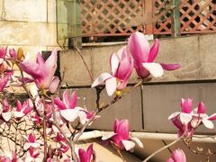 -证大大拇指广场(芳甸路店)