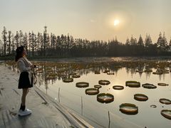 -上海长兴岛郊野公园