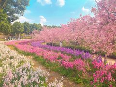 -天适樱花悠乐园