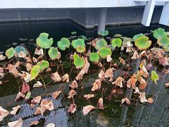 -林真真牛肋条放题(天马店)