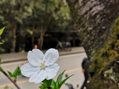 -武汉大学-樱园