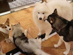 -more than meow吴止猫主题餐厅(承德 中船汇店)