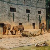 长沙周边亲子游🟠藏于静谧茶乡的老虎园子🐯