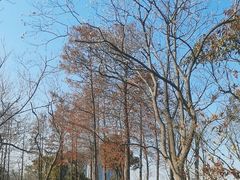 -上海吴淞炮台湾国家湿地公园