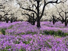 -江苏三台山国家森林公园