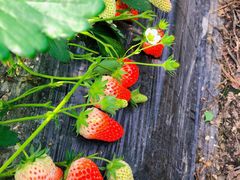 -尚田草莓姑娘白草莓采摘基地