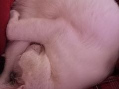 -猫在这儿猫咪咖啡馆·撸猫馆