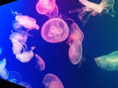 -成都浩海立方海洋公园