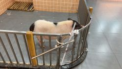 -Moni星球萌宠·小马宝莉·灵蛇·高端高阶全萌宠互动体验俱乐部(红豆国际广场店)