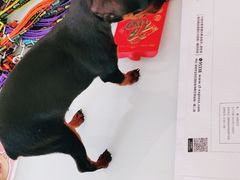 -宠福鑫康馨动物医院·骨科·眼科