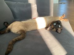 -鑫日千里马朝鲜族小馆(总店)