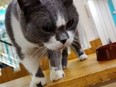 -猫小院猫主题咖啡厅(北锣店)