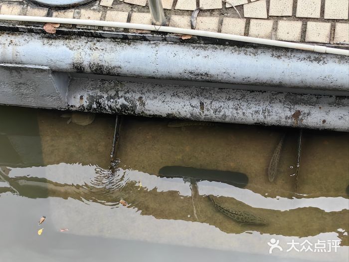 广州白天鹅宾馆图片