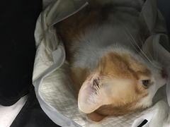 -纳吉亚猫专科动物诊疗中心(蒋宅口分院)