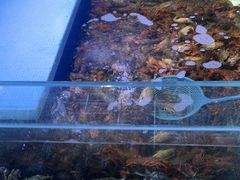 -聚盛源蒸汽海鲜火锅烤肉自助(巨川金海岸购物广场店)