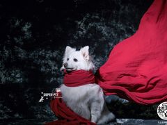 -超宠爱宠物摄影-Super pet