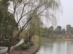 -九科绿洲