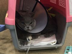 -伟伟宠物医院·CT影像中心·瑞派犬猫综合性门诊(汉口总院)