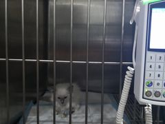 -暖阳宠物医院·犬猫康复中心·骨科