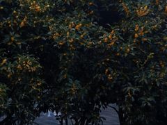 -新湖明珠城