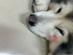 -汪说·狗咖(旺城大厦店)