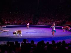 -珠海横琴长隆《卡卡虎奇遇记》