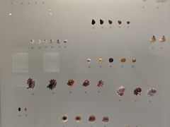 -青岛贝壳博物馆