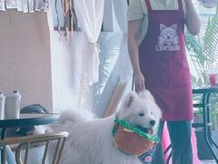 -星多哈·狗咖·拼豆·咖啡