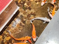 -颐和•海鲜砂锅粥•啫啫煲(奥林匹克广场店)