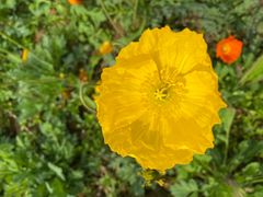 -紫颐香薰山谷景区